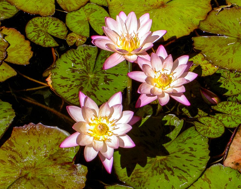 Erik's Flowers All About Erik